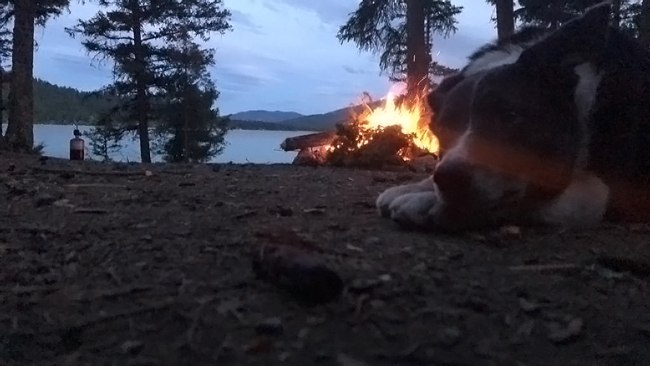 dog-camping Chien au camping près d'un feu dans la Vallée Flathead, Montana, USA